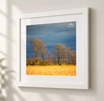 Fields of Gold in Flat White frame with white archival mat