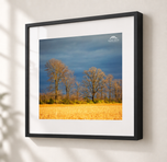 Fields of Gold in Gallery Black frame with white archival mat