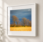 Fields of Gold in Gallery White frame with white archival mat