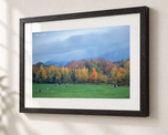 Grazing in Ebonized Oak frame with white archival mat