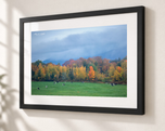 Grazing in Flat Black frame with white archival mat