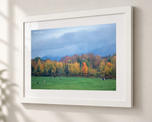 Grazing in Flat White frame with white archival mat