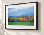 Grazing in Gallery Black frame with white archival mat