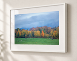 Grazing in Gallery White frame with white archival mat