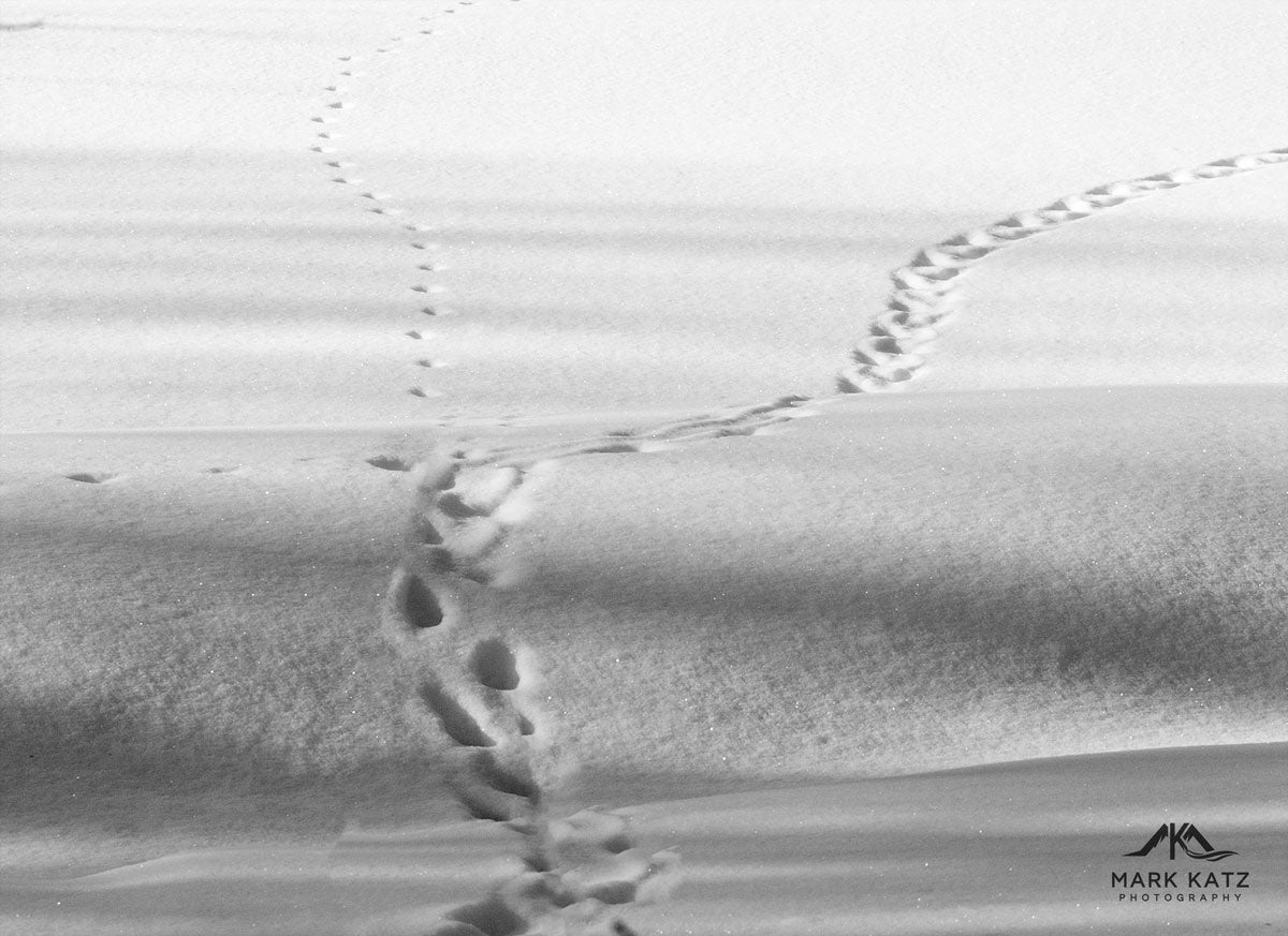 Black and white photograph of footprints crossing on smooth snow surface with soft shadows