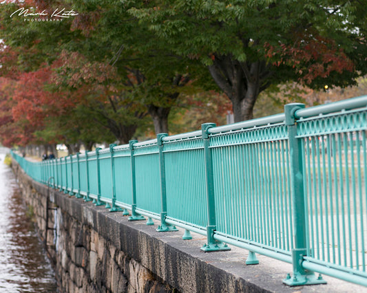 Colorful autumn leaves in Cambridge cityscape, classic fall in Cambridge fine art photography piece.