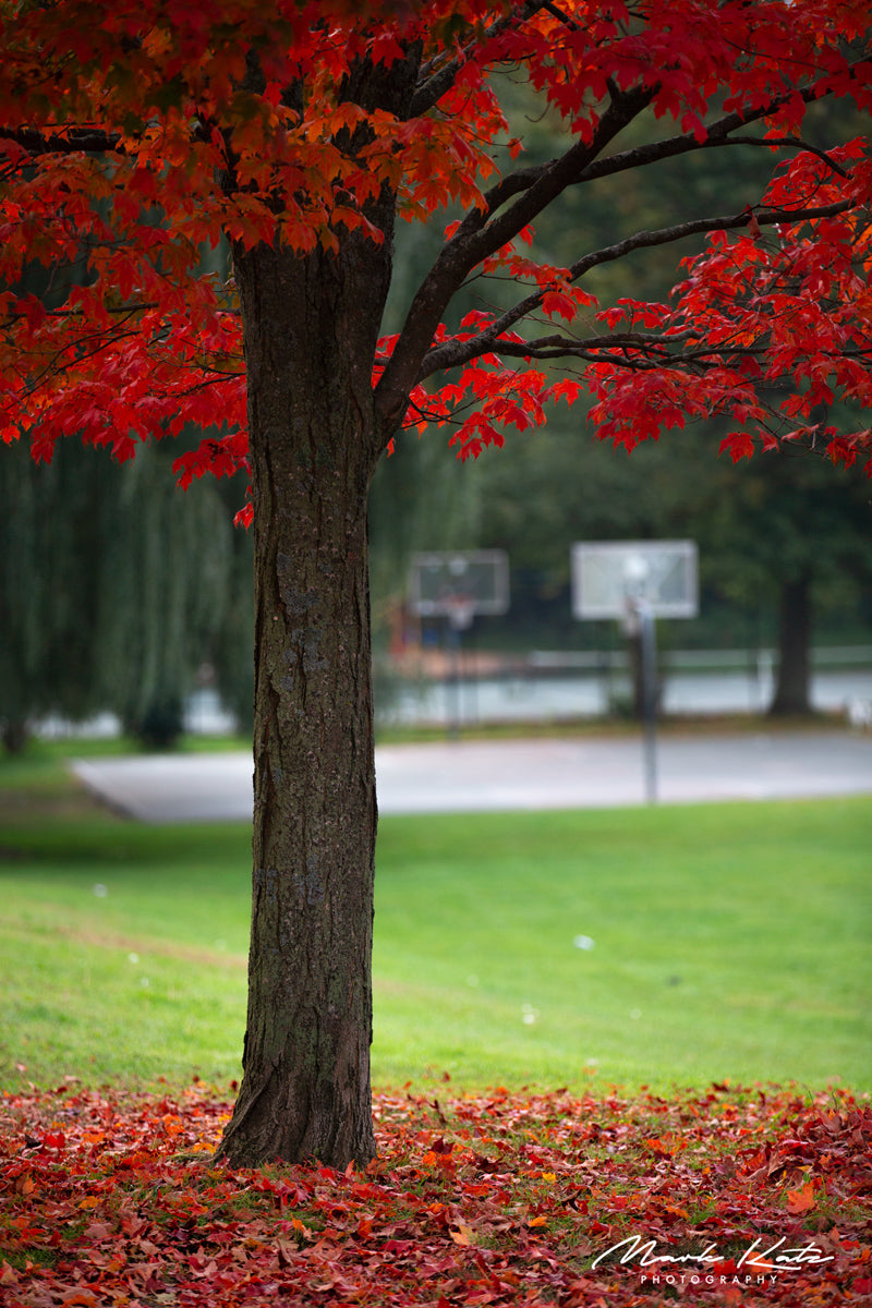 Bright red autumn tree glowing against green grass, vibrant fine art photography for fall decor.