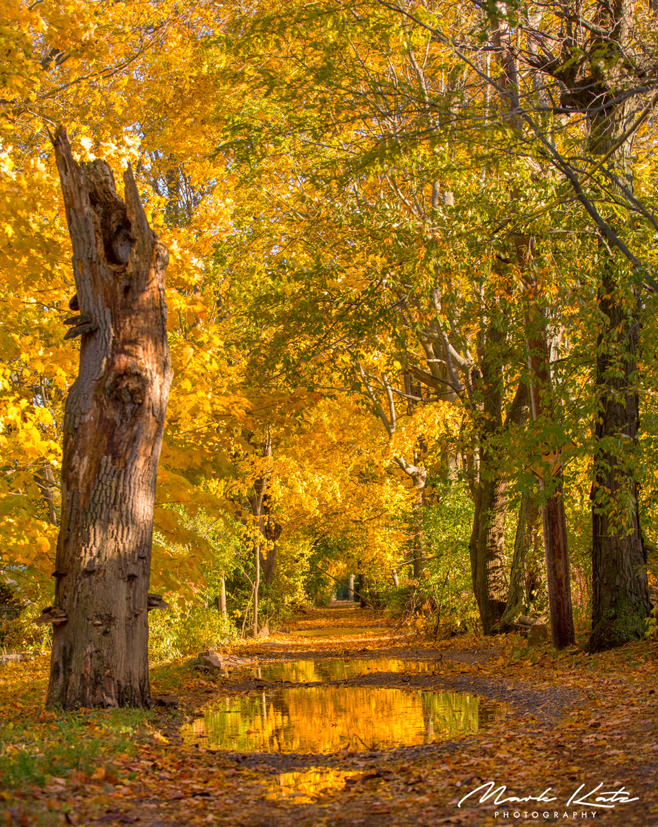 Golden autumn leaves reflecting in calm puddles, stunning fall reflections captured in fine art photography.