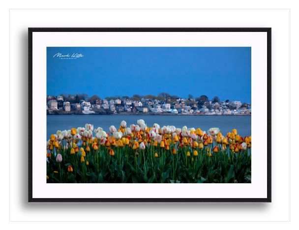 Spring Bloom-Mark Katz Photography