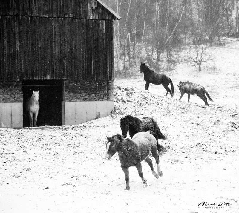 Horses running in different directions in a snowy field with one standing still, by Mark Katz Photography