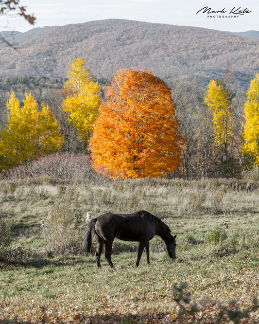 Vibrant autumn trees and horses in rustic countryside Halloween themed photography.
