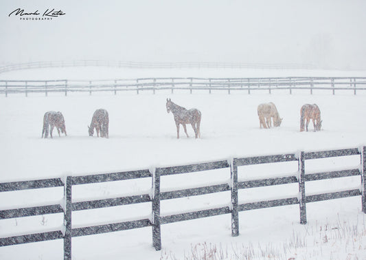 Horses in a snowy field- Minimalist capture- fine art wall decor.