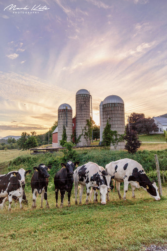 Vermont cows grazing under early sunlight, tranquil morning fine art photography piece.