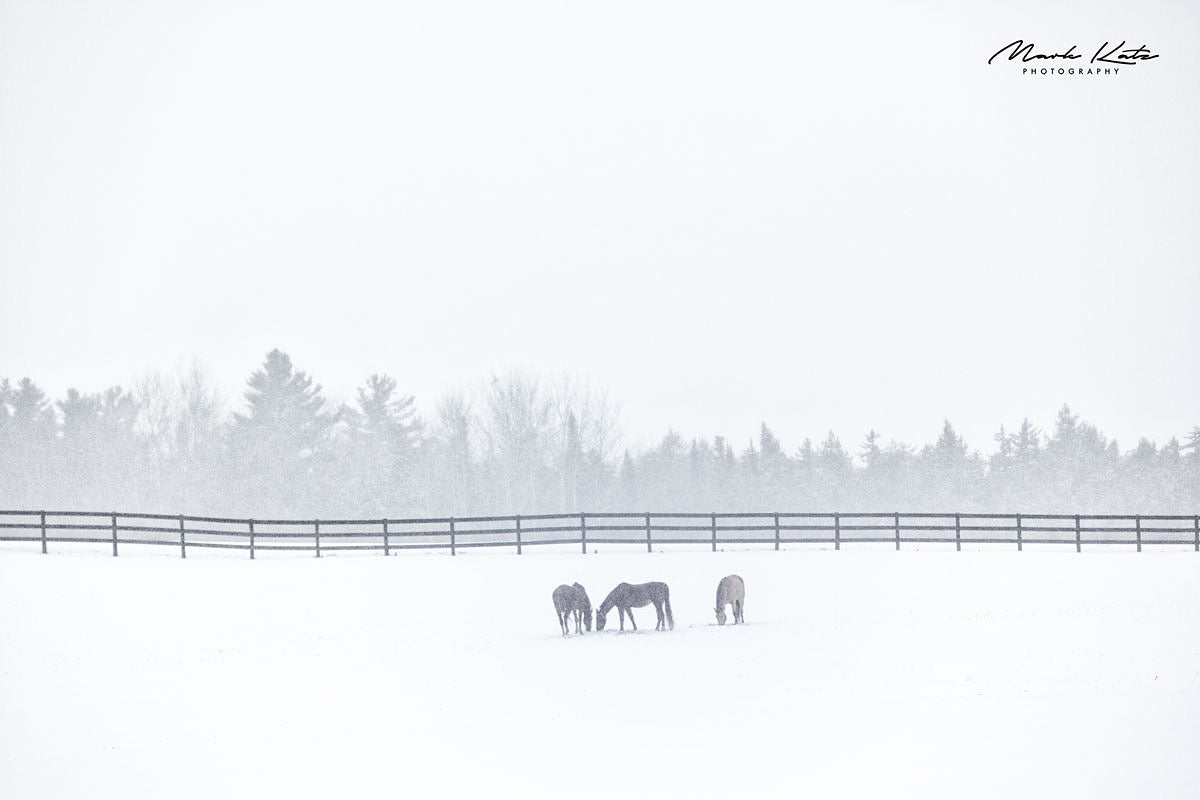 Snowy Vermont skyline and winter trees, minimalist fine art photograph capturing seasonal calm.
