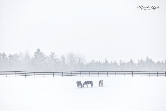Snowy Vermont skyline and winter trees, minimalist fine art photograph capturing seasonal calm.