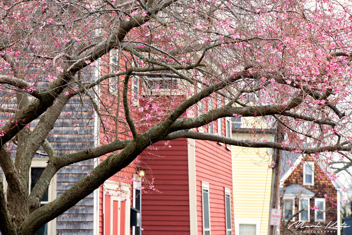 Pink cherry blossoms near ocean, spring by the sea fine art photography for seasonal decor.