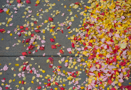 Fallen autumn leaves carpeting sidewalk, creating vibrant seasonal fine art photography for autumn decor.