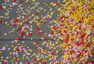 Autumn Sidewalk