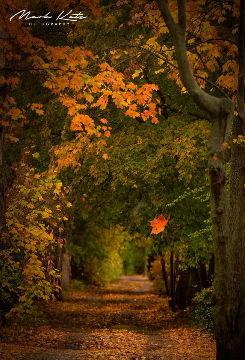 Autumn leaves gently falling through forest canopy, graceful falling scene in fine art nature photography.
