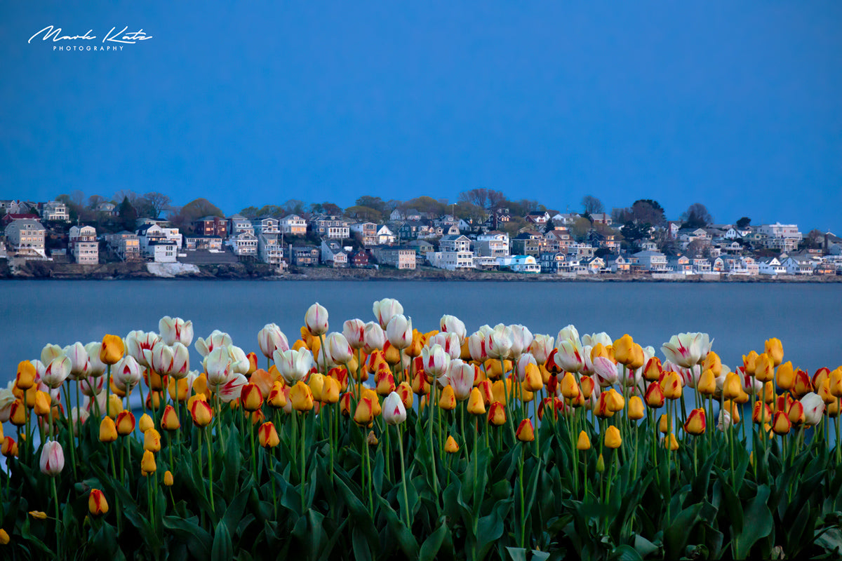 Coastal fields blooming with vibrant spring flowers, colorful fine art photography perfect for seasonal decor.
